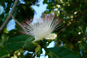 Flora (Seychellen)