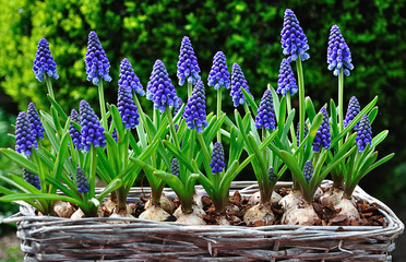 Blue flowering Grape Hyacinths in a basket - obrazy, fototapety, plakaty