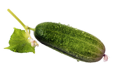 Green Cucumber