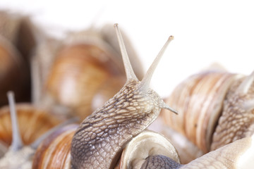 Snail