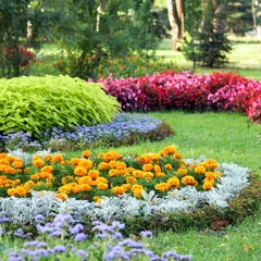 Glasbilder Sommer flower landscaping