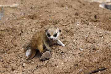 Baby-Erdmännchen