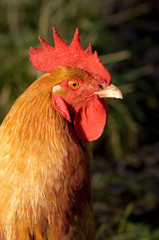 Coq