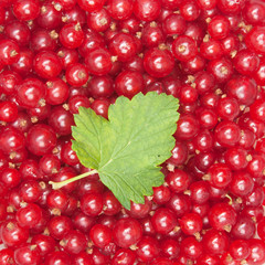 redcurrant