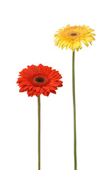 Naklejka premium two daisy