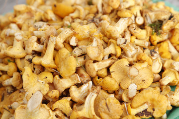 pfifferlinge