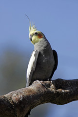 Grauer Nymphensittich