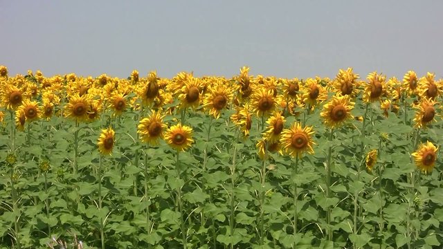 подсолнечник