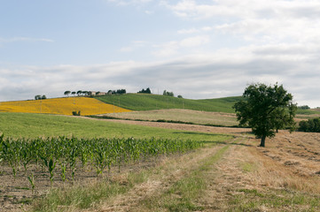 Marches (Italy) - Landscape at summer, farm