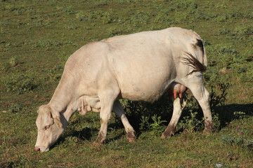 Mucca al pascolo