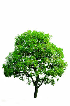 Tree on a white background.