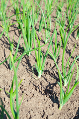 view of chive on the field.plantation onions