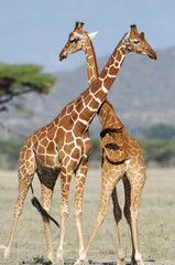 Girafes réticulées se battant