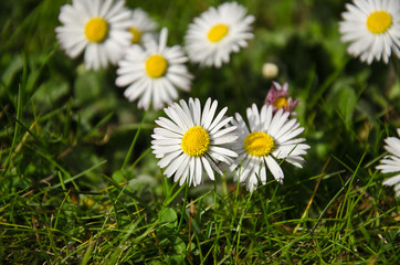 gänseblümchen