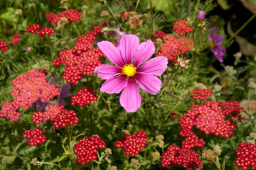 Mauve Cosmos among red Achillea © Sally Wallis