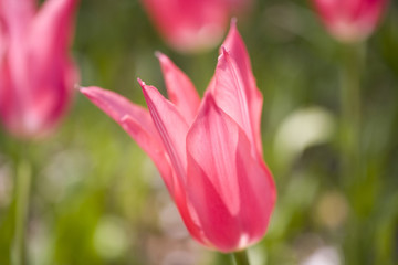 チューリップ