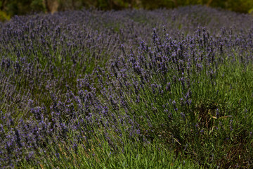 Lavendel 2838
