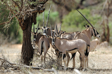 Oryx à l'ombre d'un arbre