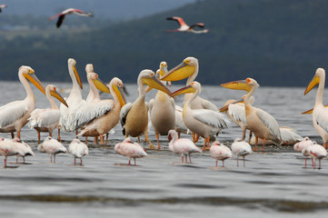 Pélicans du lac Nakuru - obrazy, fototapety, plakaty
