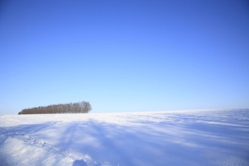 カラマツ防風林のある雪原風景