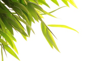 Bamboo