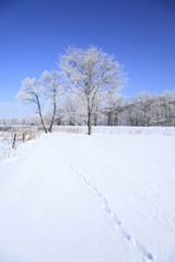 Fototapeta na wymiar I śnieżny ? footprints ? drzewo lód