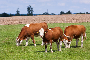 Fototapeta na wymiar Dairy cows