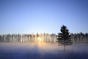 厳冬のカラマツ防風林の日の出