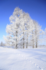 足跡のある雪原と樹氷