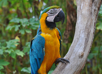 Macaw