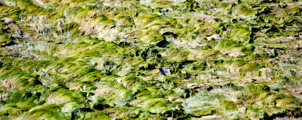 Obraz premium Alghe, laguna di Grado