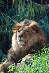 Obraz premium Portrait of a lion king