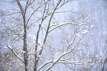 木々と冠雪