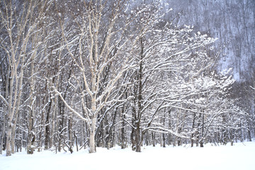 木々と冠雪