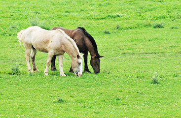 Obraz premium Two Horses Grazing