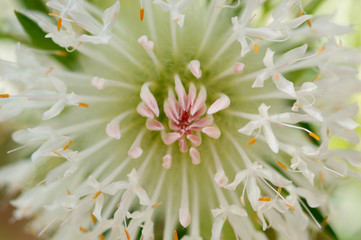 花と植物