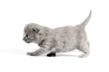 Gray british kitten