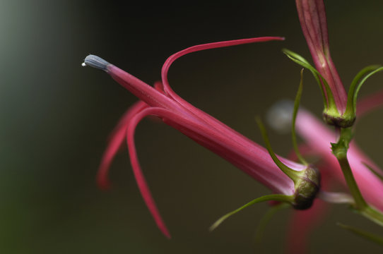 面白い形の花 Images Browse 4 Stock Photos Vectors And Video Adobe Stock
