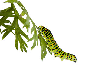 Raupe Schwalbenschwanz