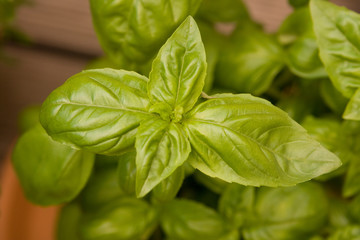 Basilikum