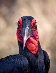 Ground hornbill closeup portrait © Alta Oosthuizen