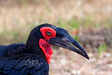 Fototapeta premium Ground hornbill closeup portrait