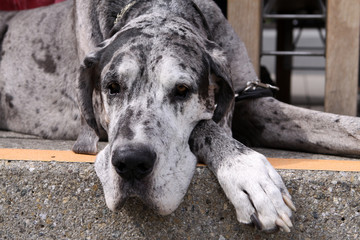 Great Dane Dog - Deutsche Dogge
