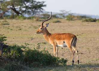 Naklejka na ściany i meble Pojedyncze Impala w Masai Mara Rezerwatu Przyrody