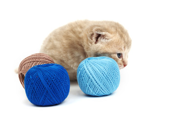 cat and blue wool ball