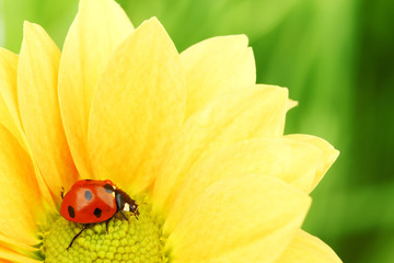 Obraz premium ladybug on yellow flower