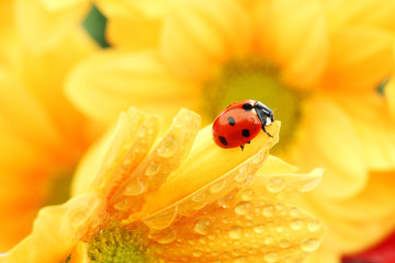 ladybug on yellow flower - Powered by Adobe