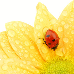 ladybug on yellow flower