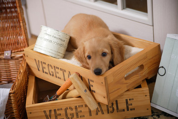 木箱の中の仔犬