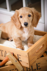 木箱の中の仔犬